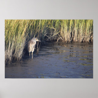 Heron in the Grass Poster 