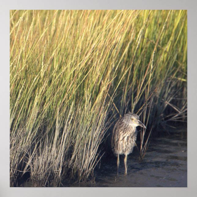 Heron in the Grass Poster  (Front)