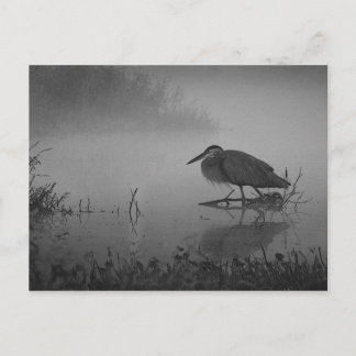 Heron Morning Postcard