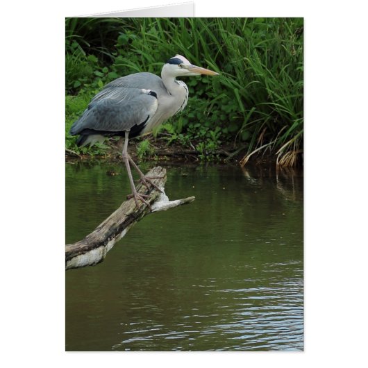 Heron on branch cards (Front)