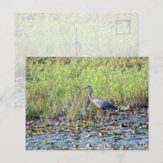 Heron P640 Postcard