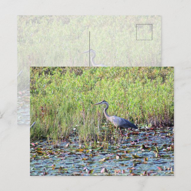 Heron P640 Postcard (Front/Back)