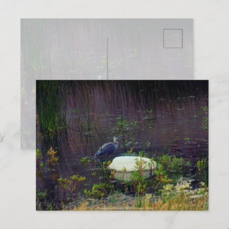 Heron P9687 Postcard