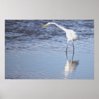 Heron Photo Poster