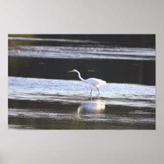 Heron Photo Poster