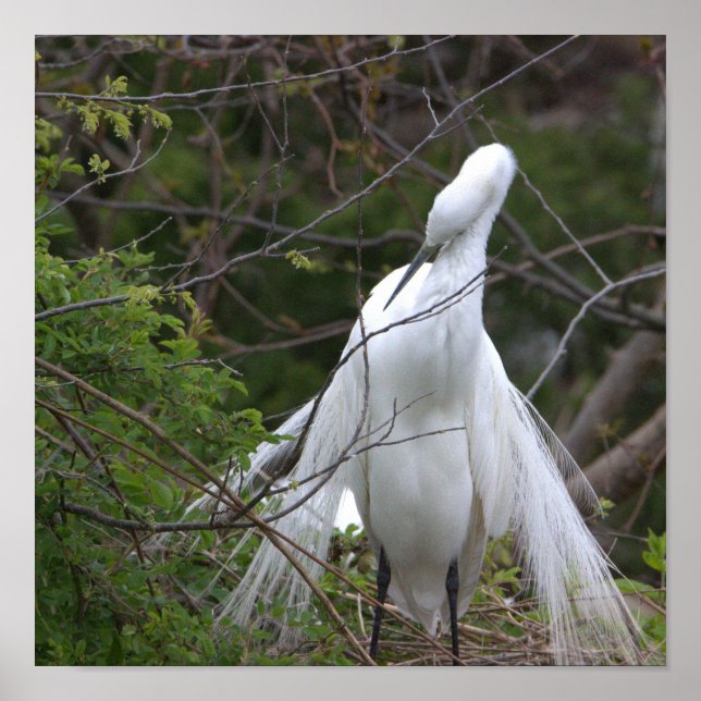 Heron Photo Poster (Front)