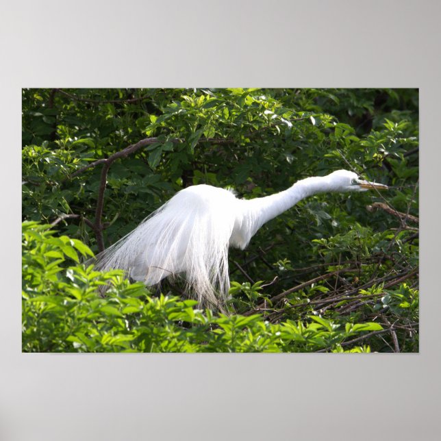 Heron Photo Poster (Front)