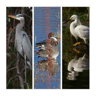Heron Pintail Ducks Egret Wildlife Triptych