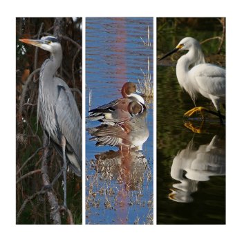 Heron Pintail Ducks Egret Wildlife Triptych by farmer77 at Zazzle