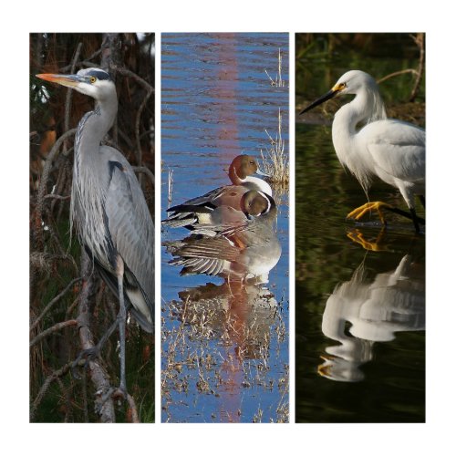 Heron Pintail Ducks Egret Wildlife Triptych