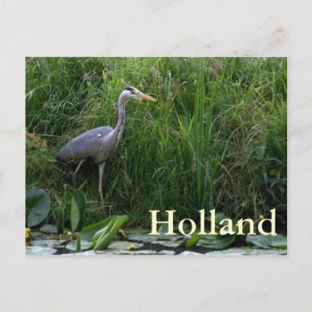 Heron Postcard by henkvk at Zazzle