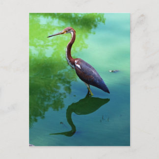 Heron Postcard