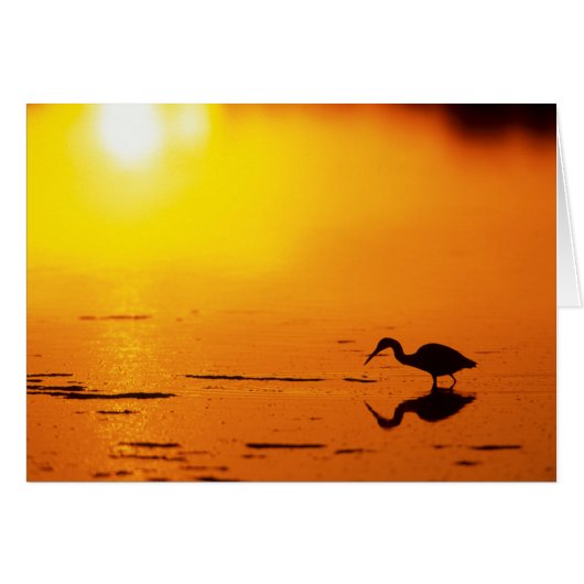 Heron silhouette at sunset, Florida Cards (Front Horizontal)