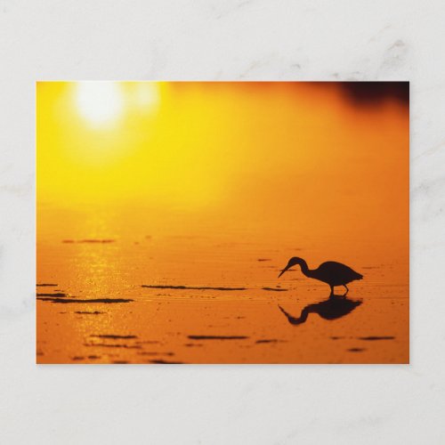 Heron silhouette at sunset Florida Postcard