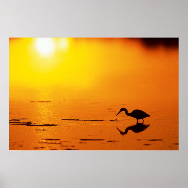 Heron silhouette at sunset, Florida Poster (Front)