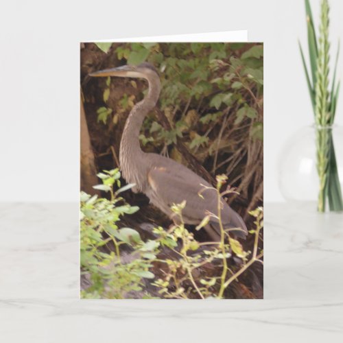 Heron sitting under a tree by the River Card