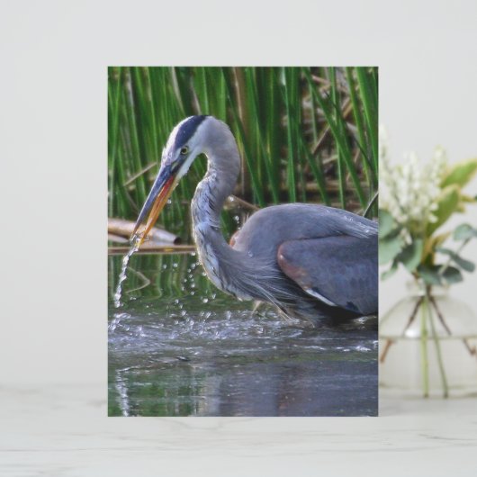 Heron Splash (Standing Front)