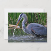 Heron Splash (Front)