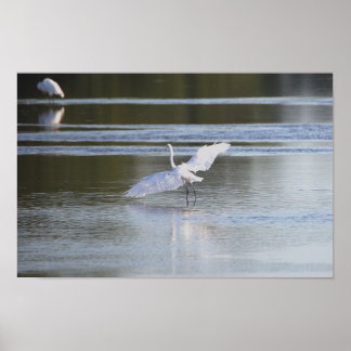 Heron Spreading Wings Photo Poster