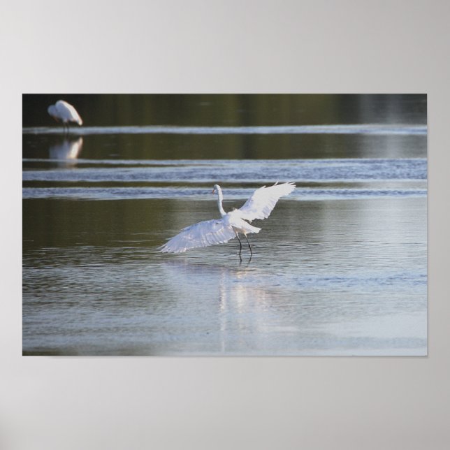Heron Spreading Wings Photo Poster (Front)
