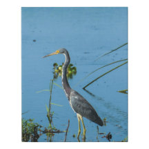 Heron Standing in the Water - Bird Photography