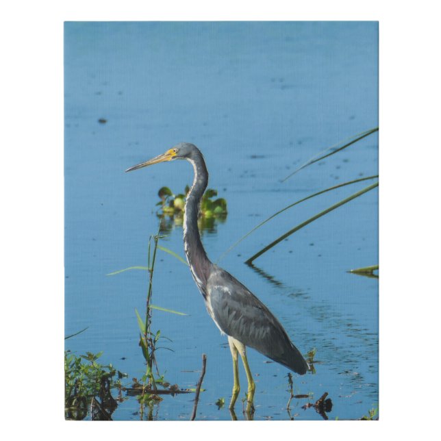 Heron Standing in the Water - Bird Photography Faux Canvas Print (Front)