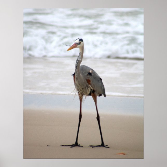 Heron Standing on the Beach Vertical Color 16x20 Poster (Front)