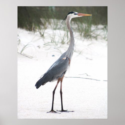 Heron Standing on the Sandy Beach Color 16x20 Poster