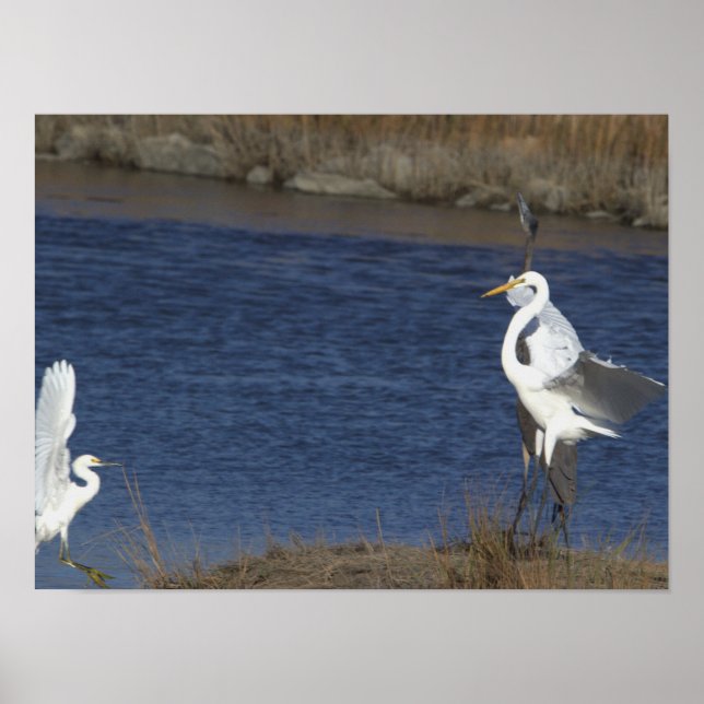 Herons at the Refuge Poster (Front)