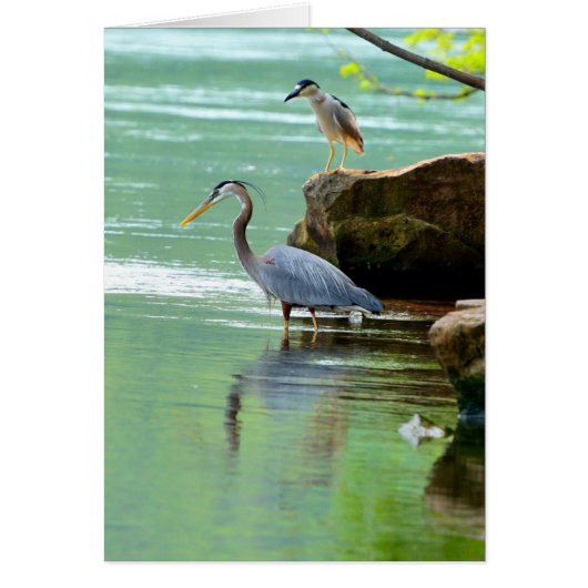 Herons Cards (Front)