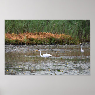 Herons in the Marsh Poster