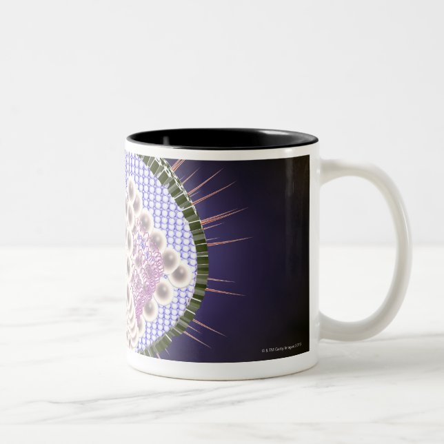 Herpes Virus Structure 2 Two-Tone Coffee Mug (Right)