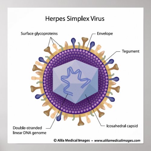 Herpesvirus labeled diagram poster