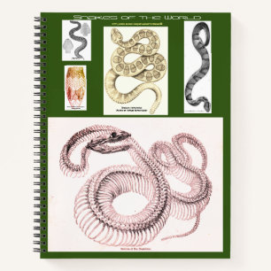 Herpetology Notebook