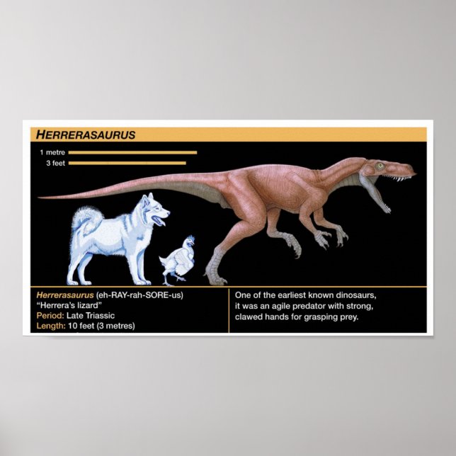 Herrerasaurus - Biology Dinosaur Jurassic Poster (Front)