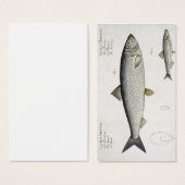Herring (Clupea Harengus) (Fig. 1) and Sprat (Clup (Front & Back)