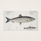 Herring (Clupea Harengus) (Fig. 1) and Sprat (Clup (Back)