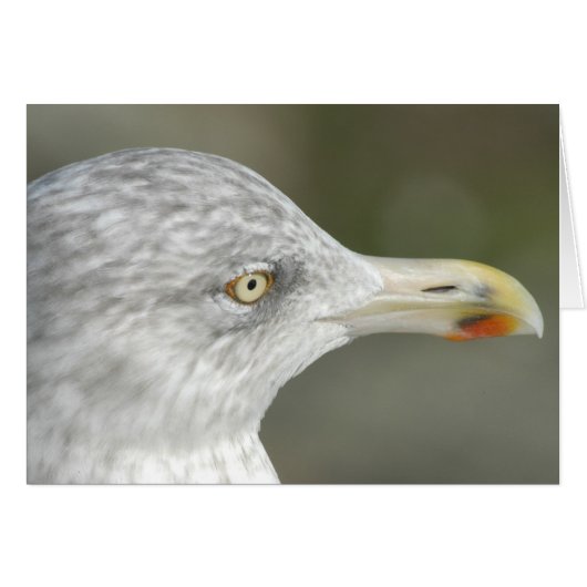 Herring Gull (Front Horizontal)