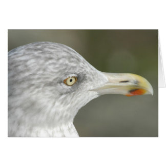 Herring Gull Cards
