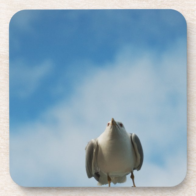 Herring Gull Cork Coaster (Front)