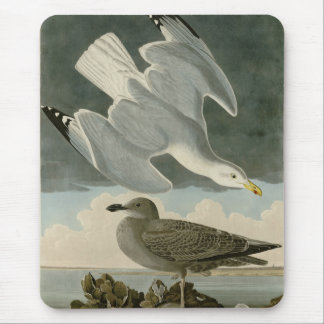 Herring Gull from John Audubon's Birds of America Mouse Pad