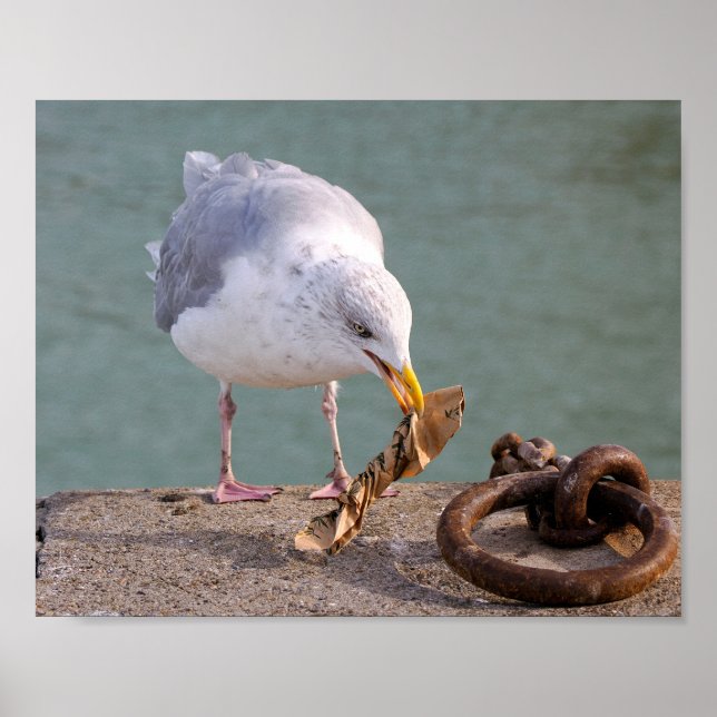 Herring gull holding a paper in its beak  poster (Front)