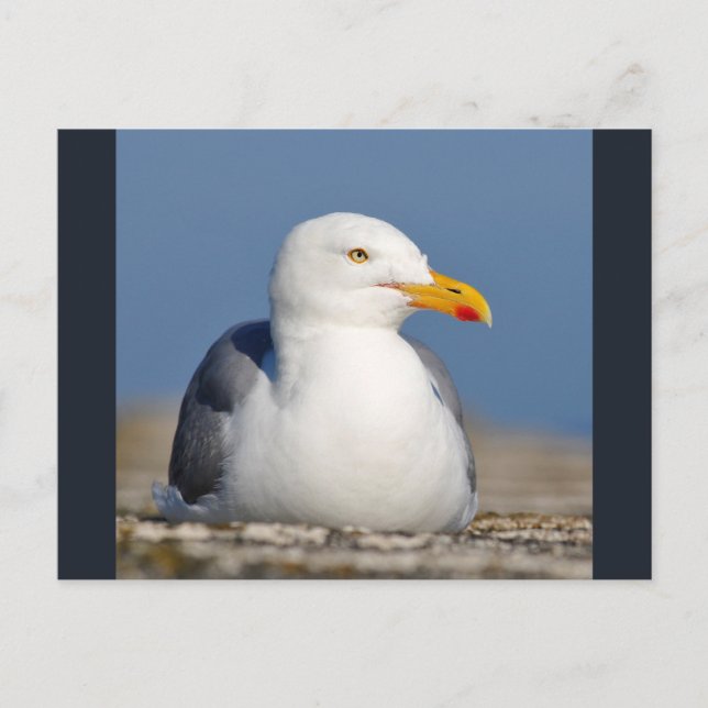Herring gull lying on wall postcard (Front)