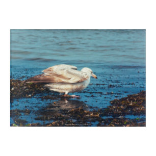 Herring Gull P1046 Acrylic Print