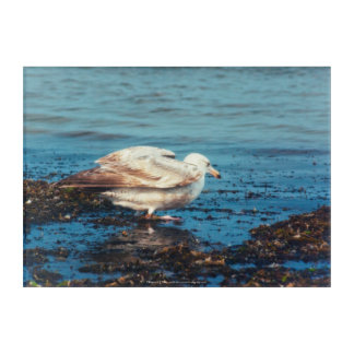 Herring Gull P1046 Acrylic Print