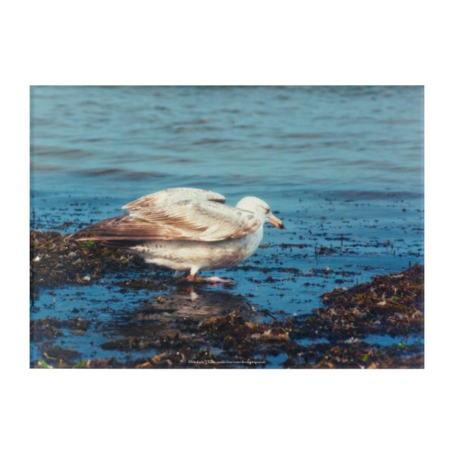Herring Gull P1046 Acrylic Print (Front)