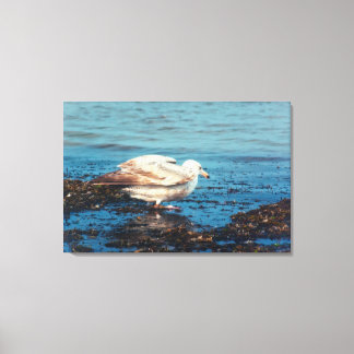 Herring Gull P1046 Canvas Print