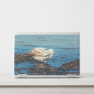 Herring Gull P1046 HP Laptop Skin