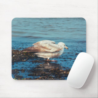 Herring Gull P1046 Mouse Pad