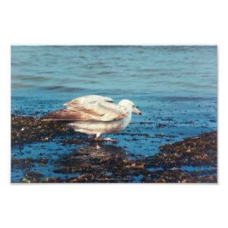 Herring Gull P1046 Photo Print